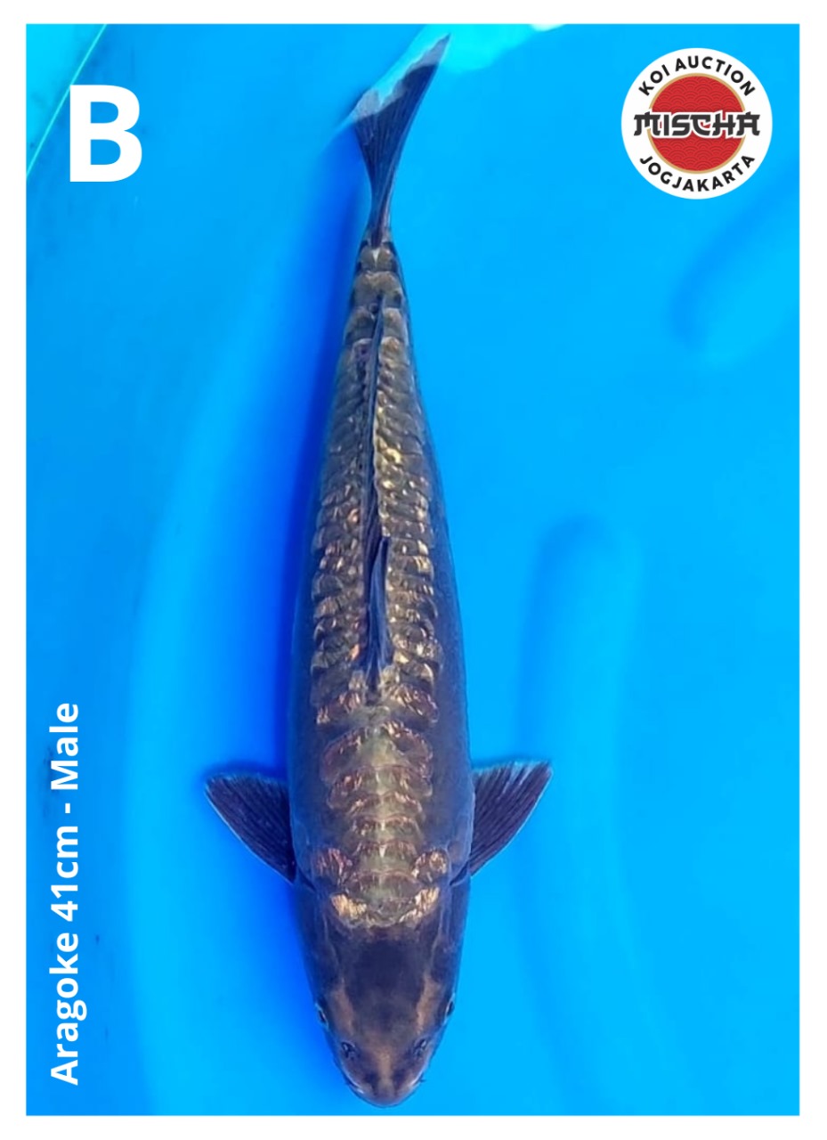 ARAGOKE 41cm