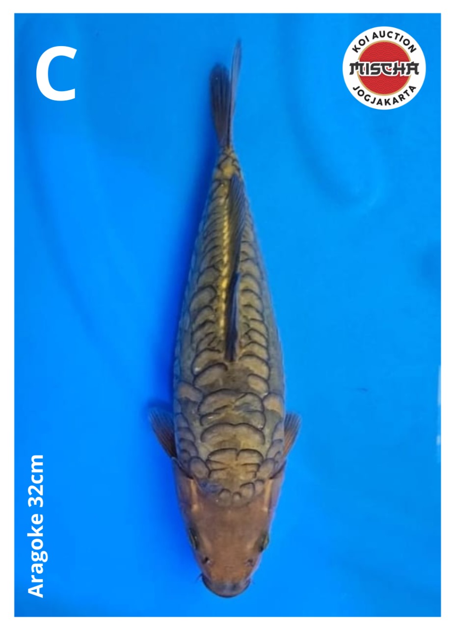 ARAGOKE 32cm