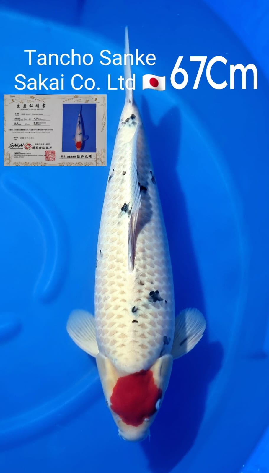 JUMBO TANCHO SANKE SAKAI COLTD MALE 67cm