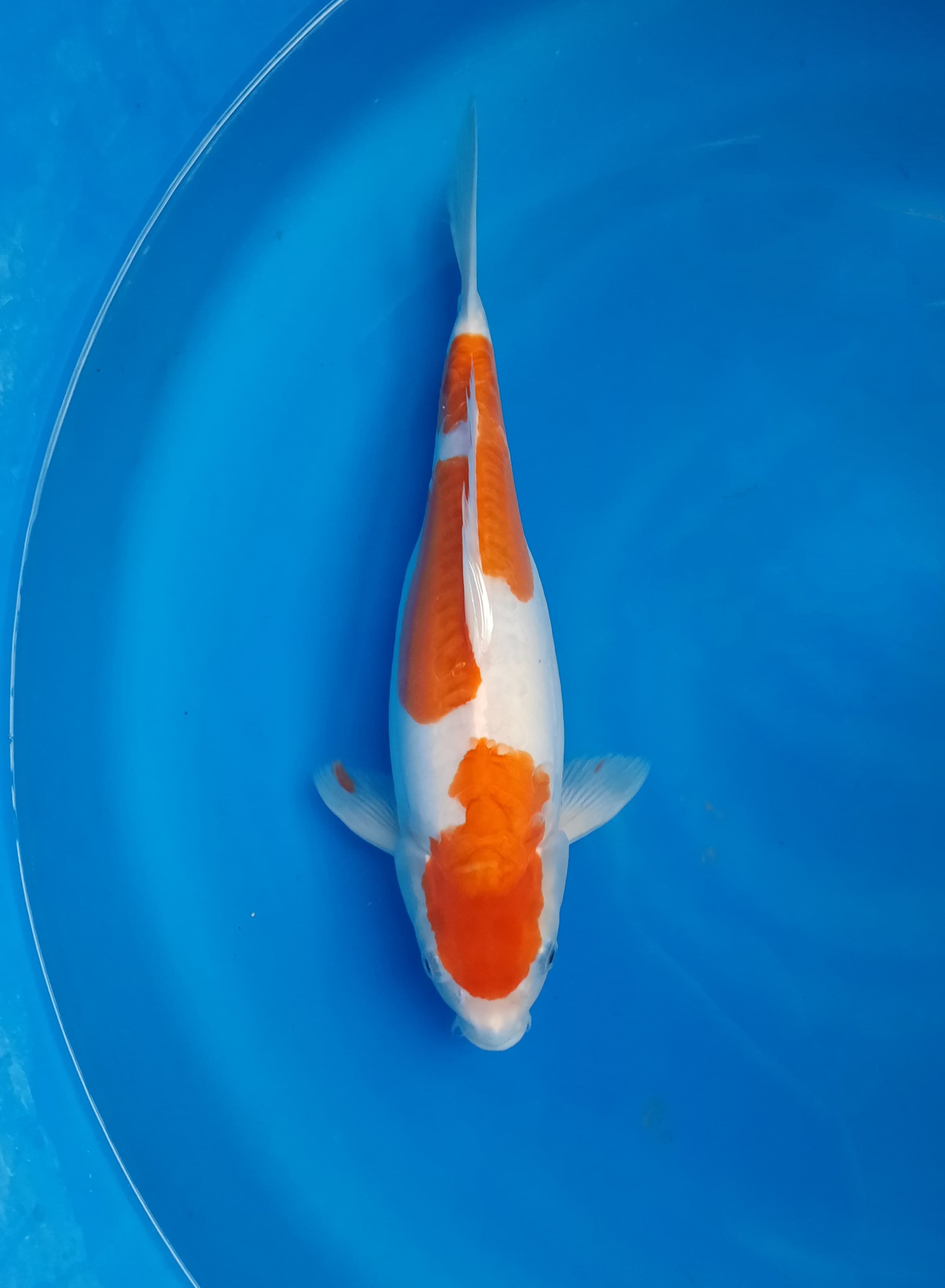 KOHAKU DOITSU 38cm