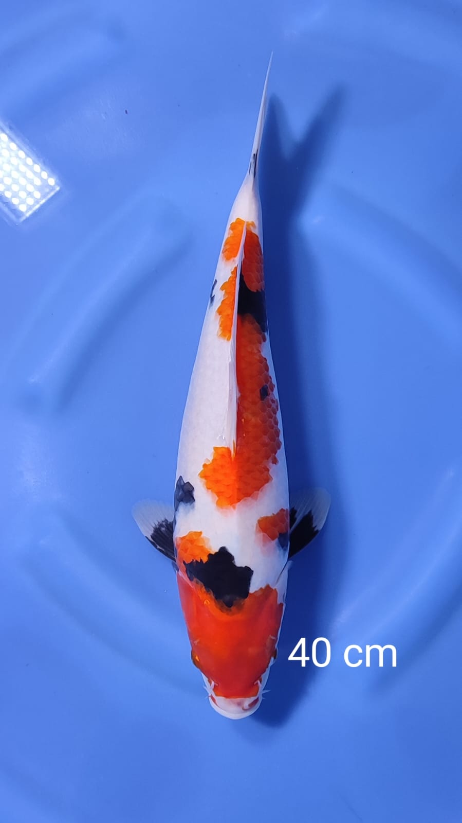 SHOWA 40cm