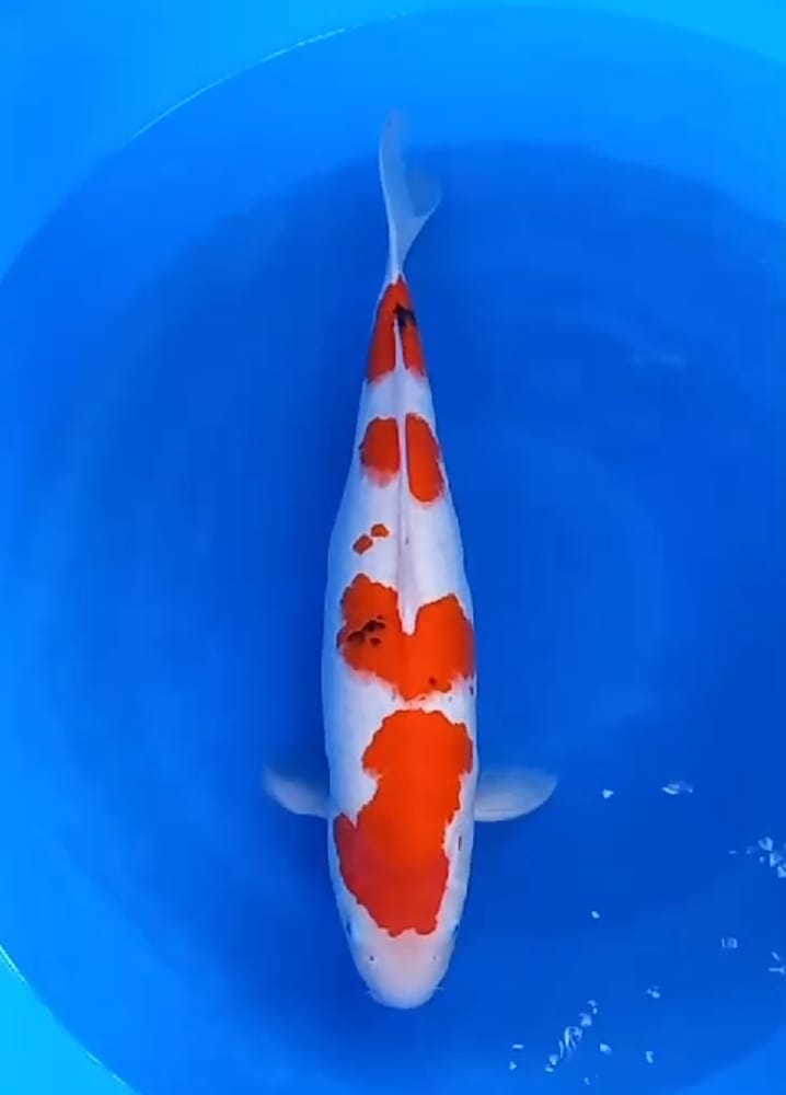 SANKE 53cm