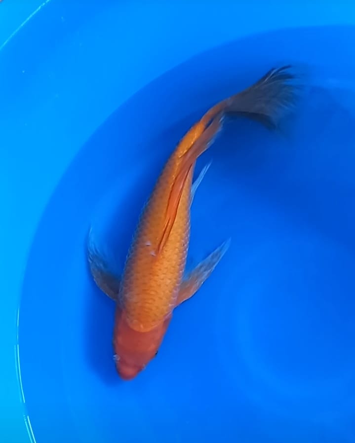 KUMPAY RED KARASI 46cm