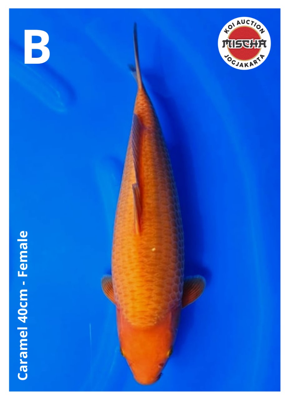 CARAMEL 40cm