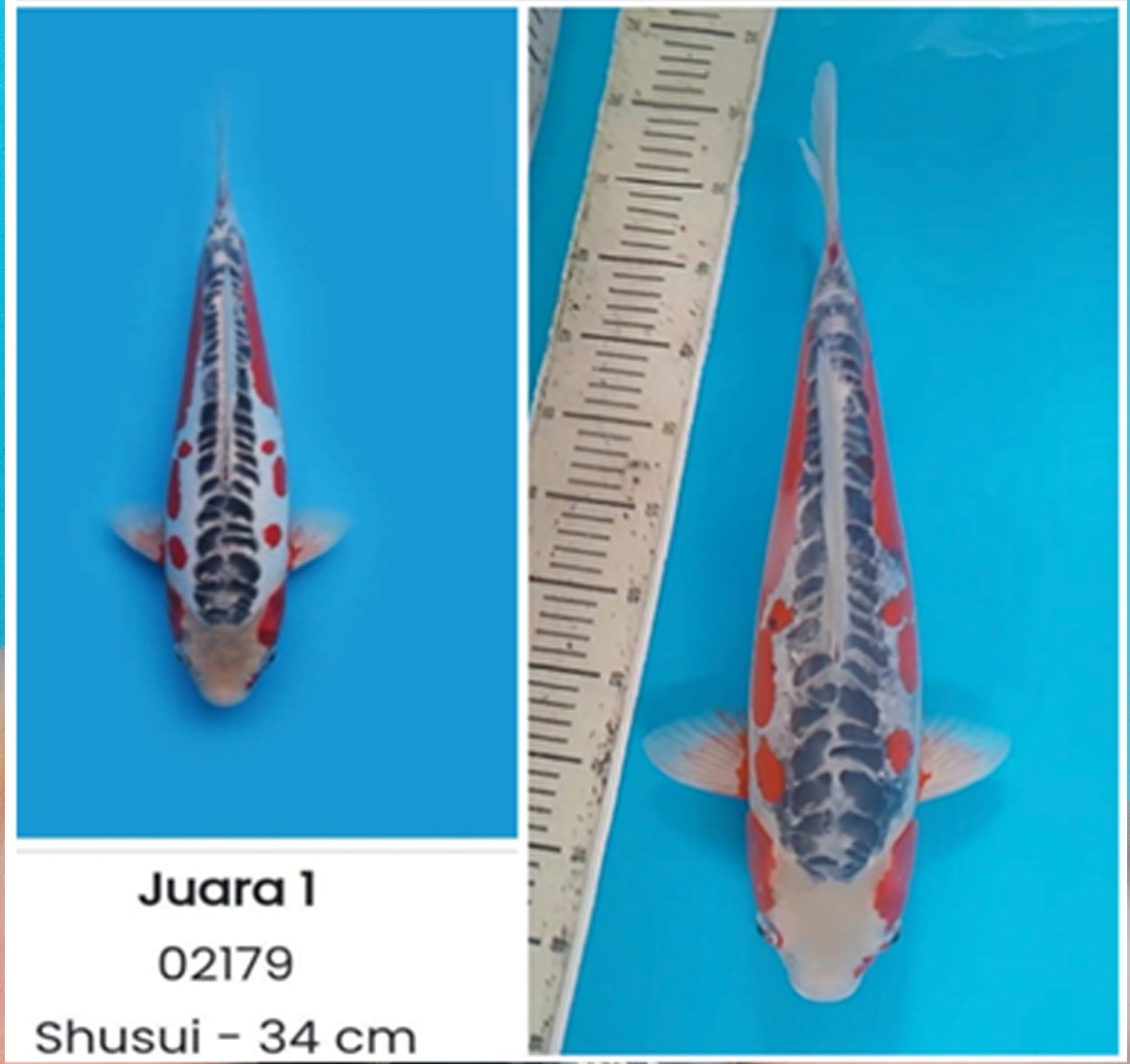 SHUSUI JUARA 1 48cm