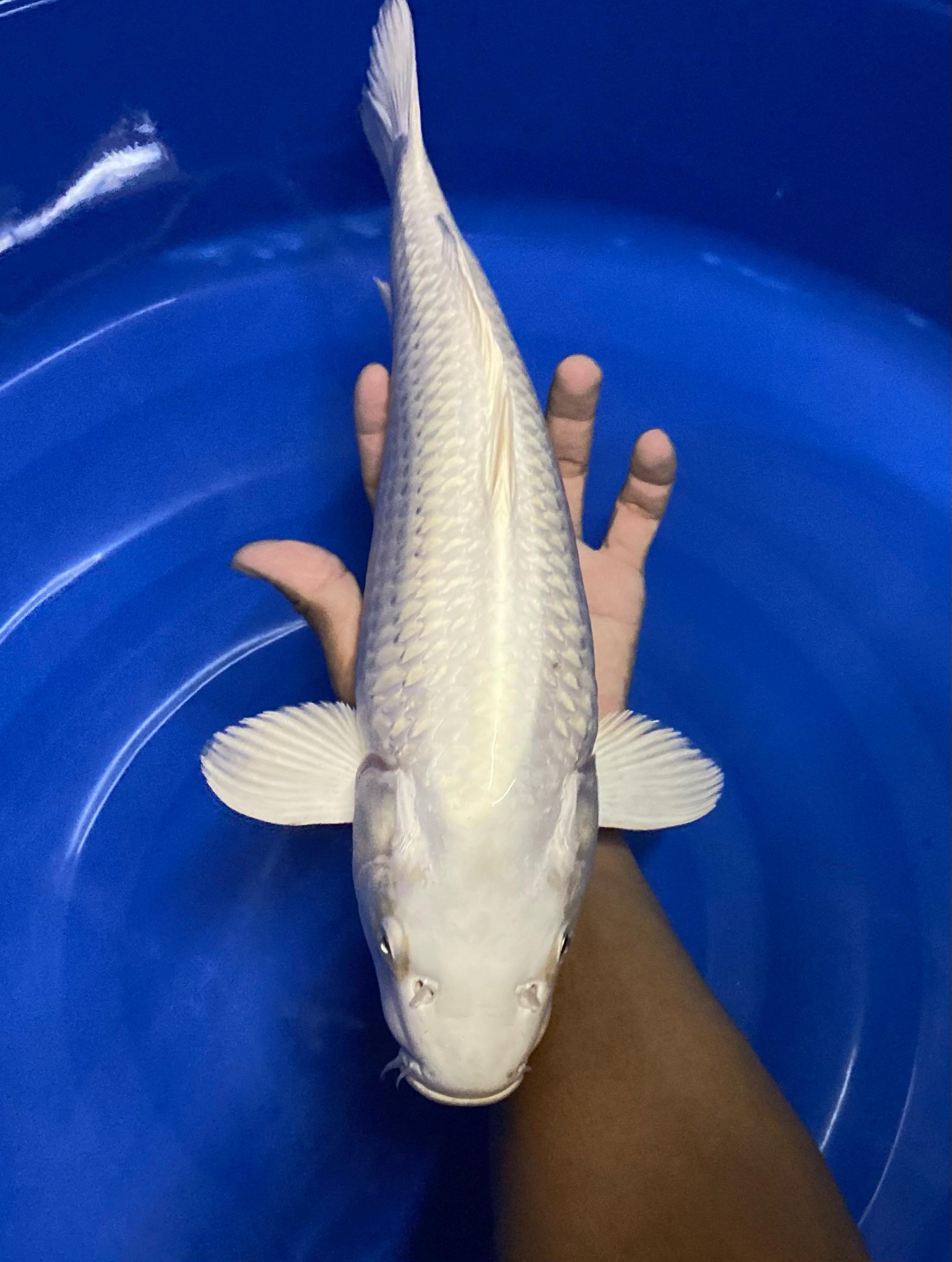 PLATINUM 41cm