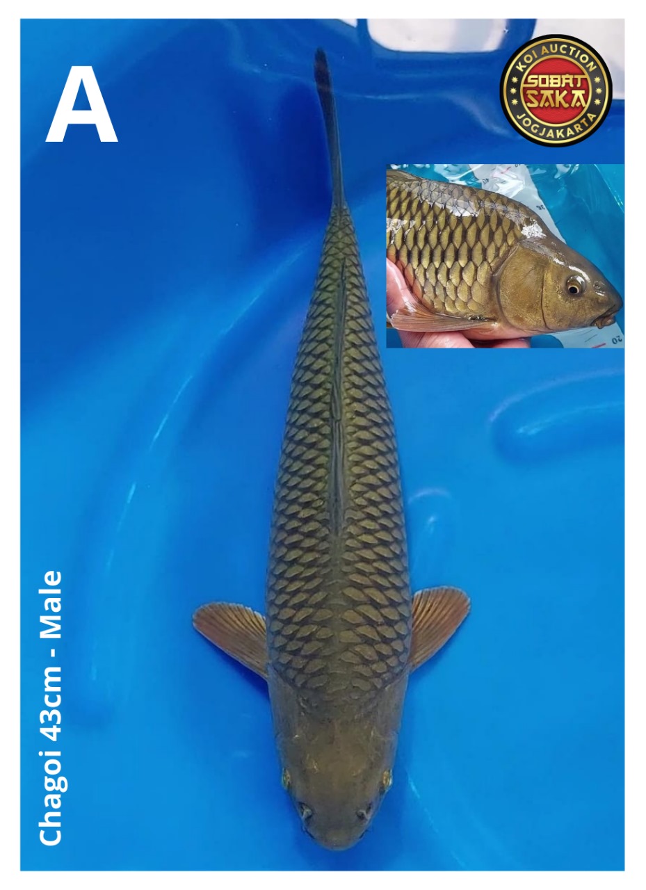 CHAGOI 43cm