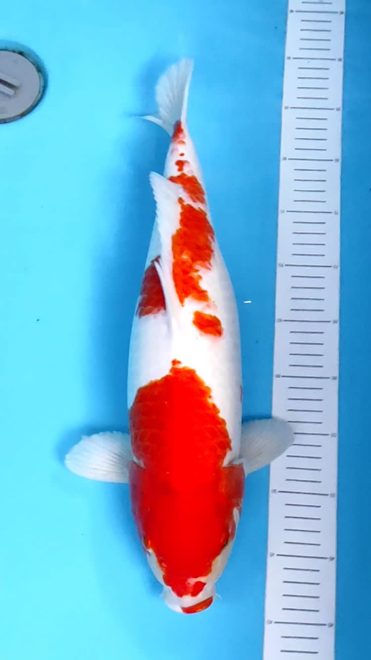 KOHAKU 45cm