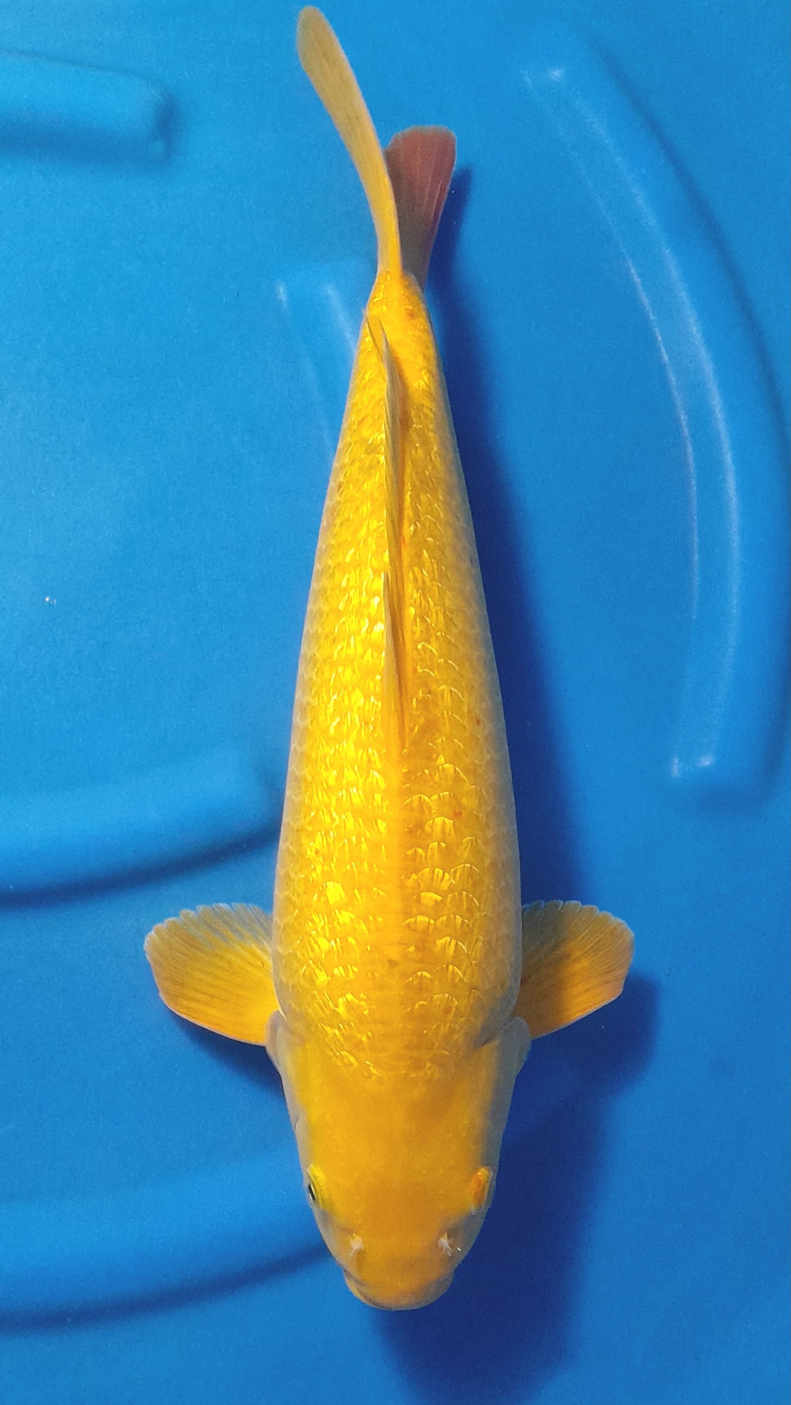 KARASI GINRIN 45cm