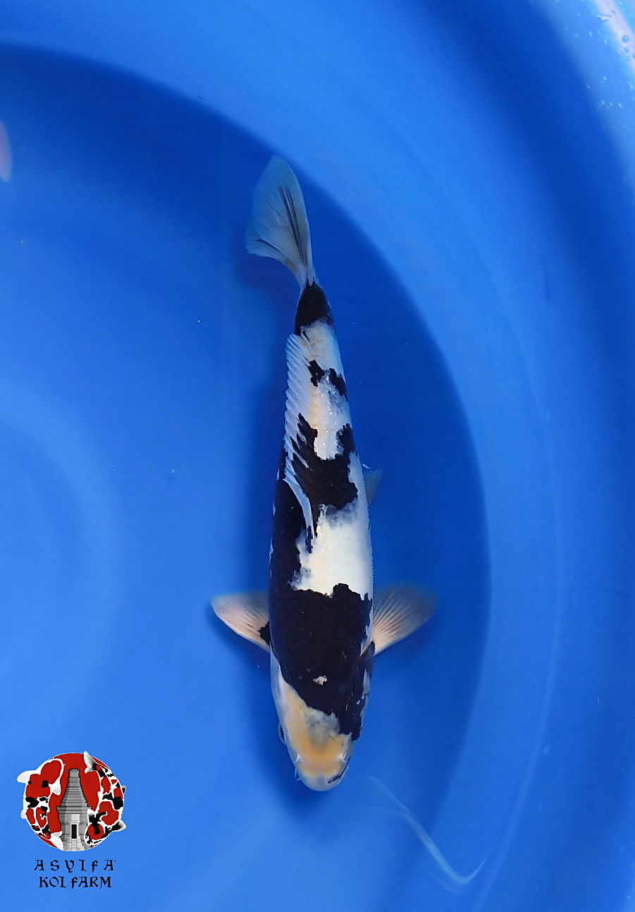 SHIRO TOP SUMI 34cm MALE