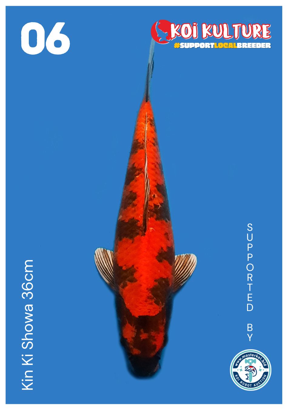 KIN KI SHOWA 36cm