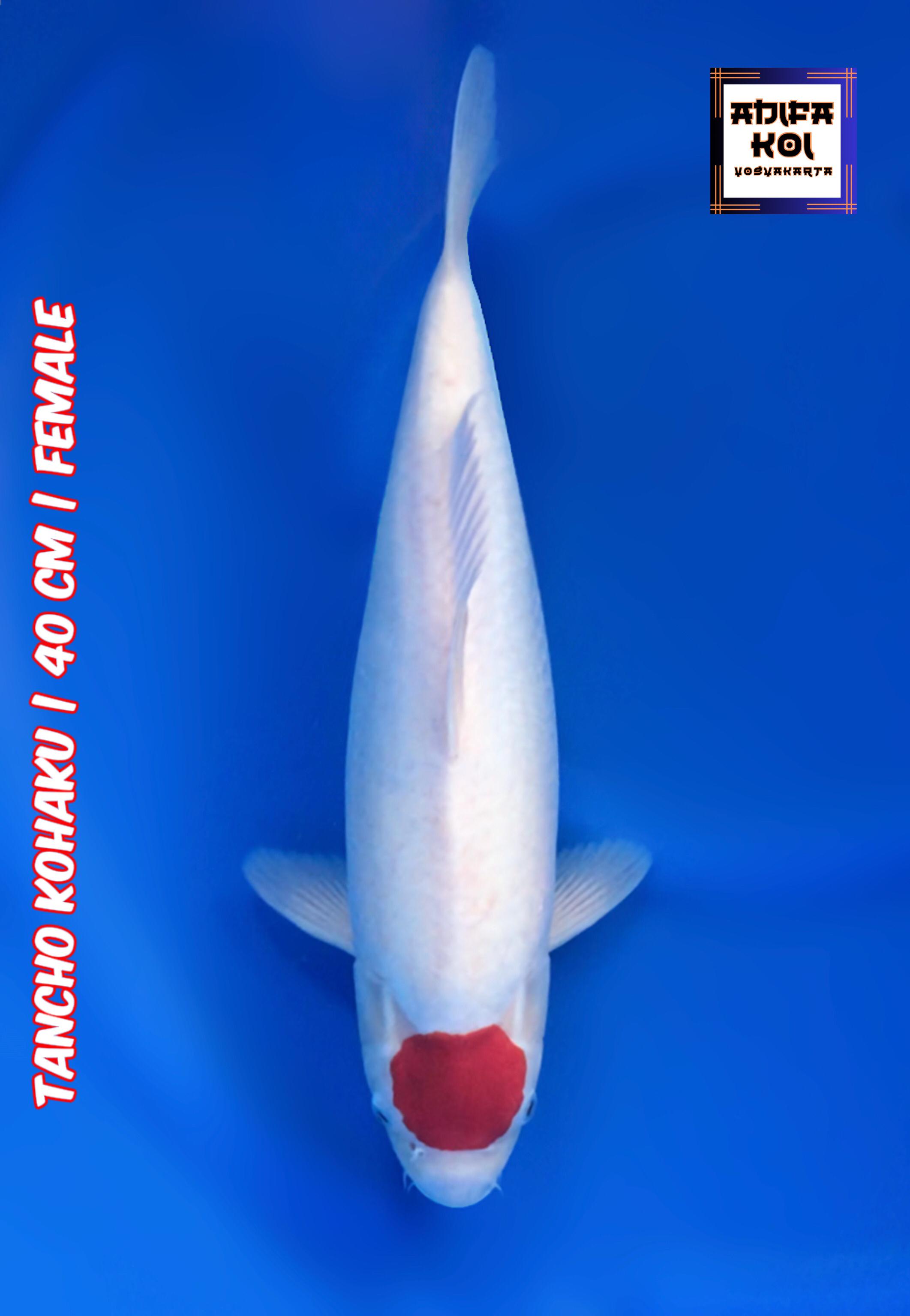 TANCHO KOHAKU 40cm