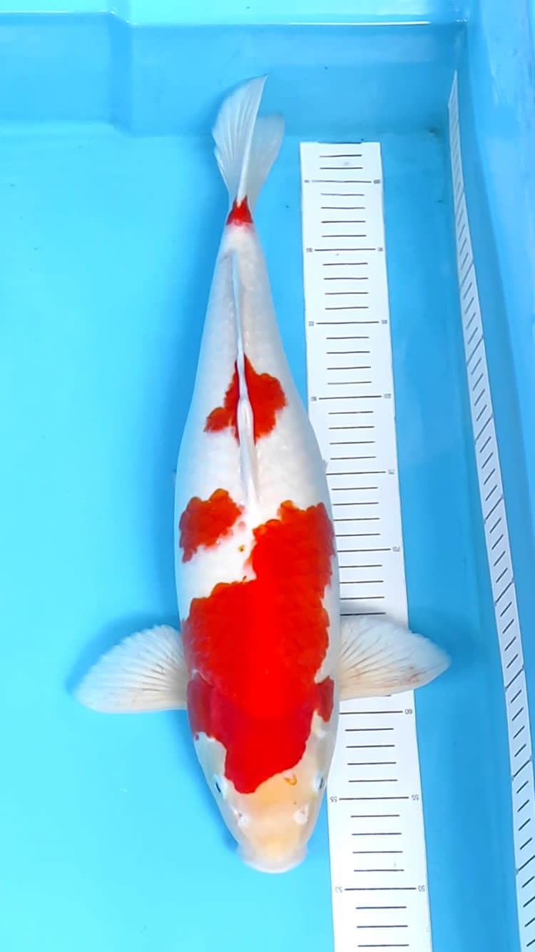 KOHAKU 48cm