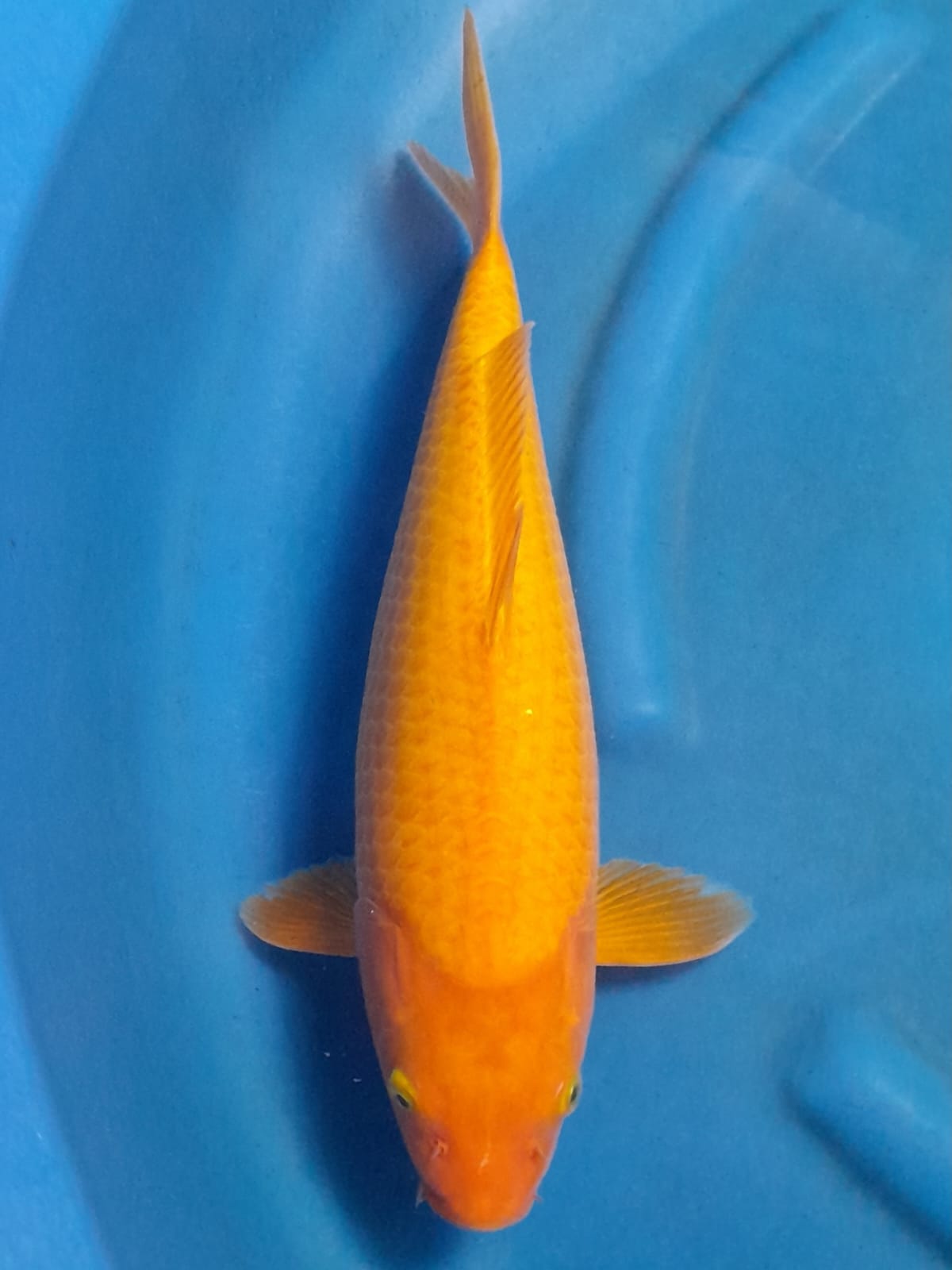 KARASI MANGO 44cm HQ