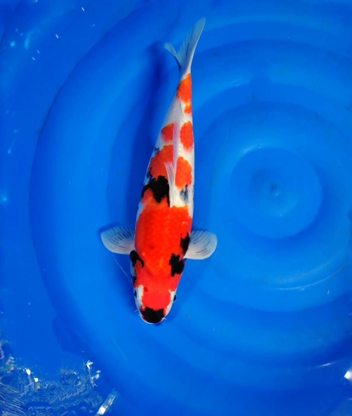 SHOWA HALUS SIZE 40cm