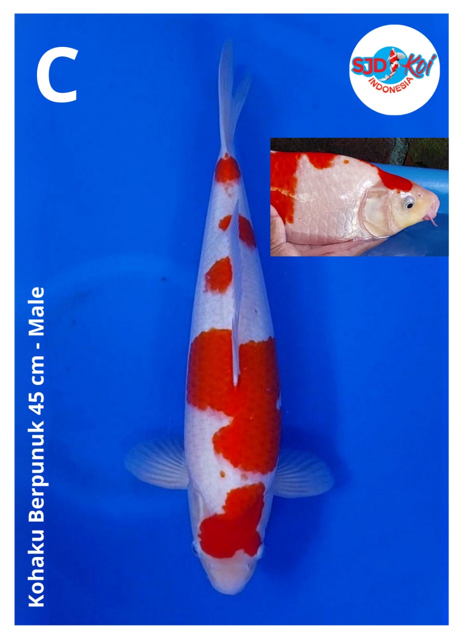 KOHAKU BERPUNUK 45cm