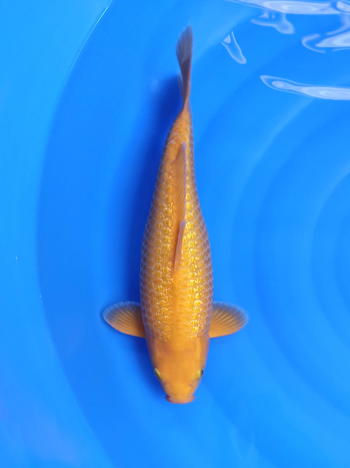CARAMEL GINRIN 42cm
