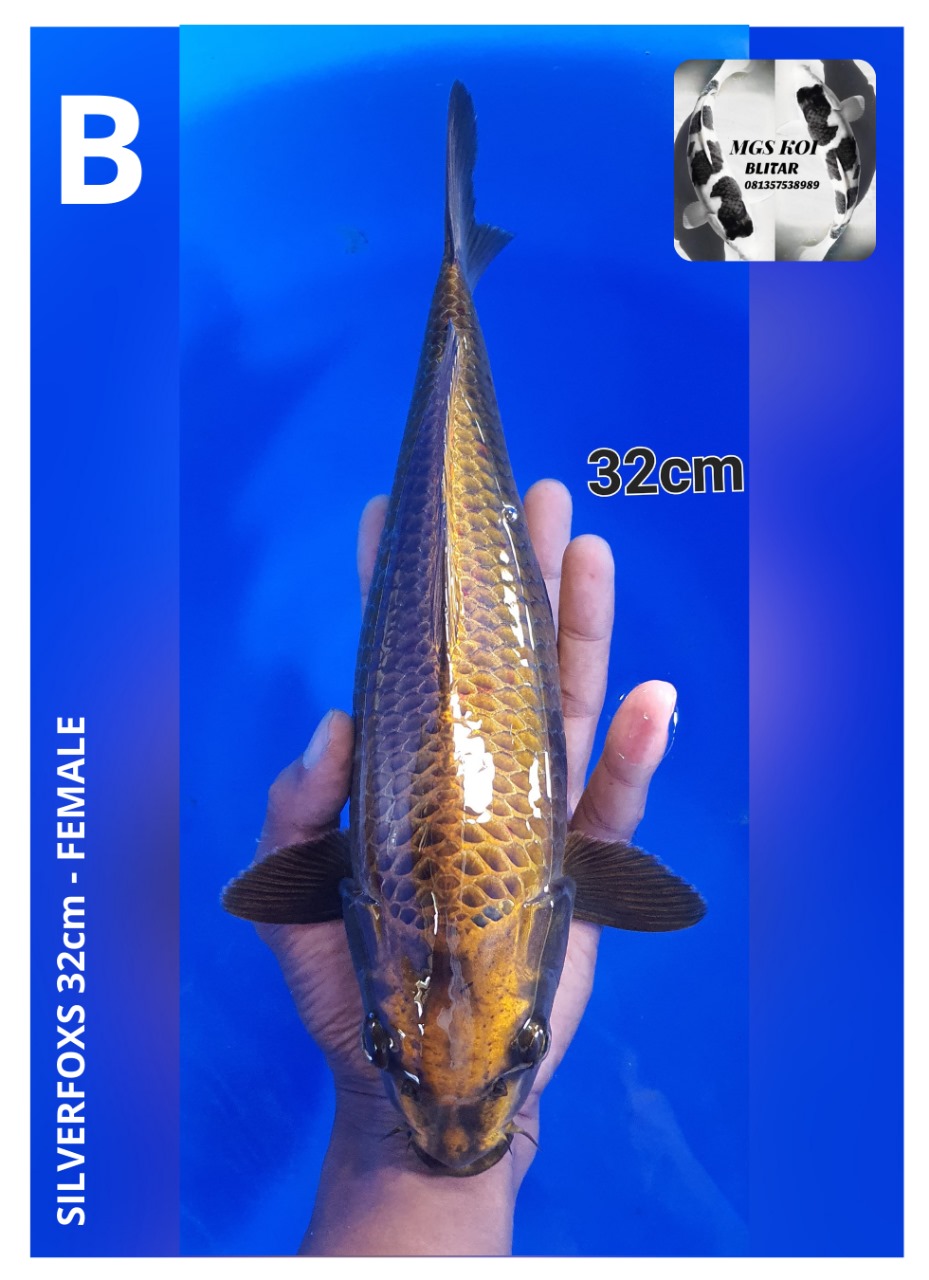 SILVERFOXS 32cm