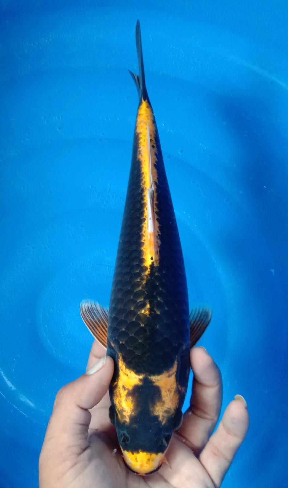 KABUTO 35cm CALON BADAK