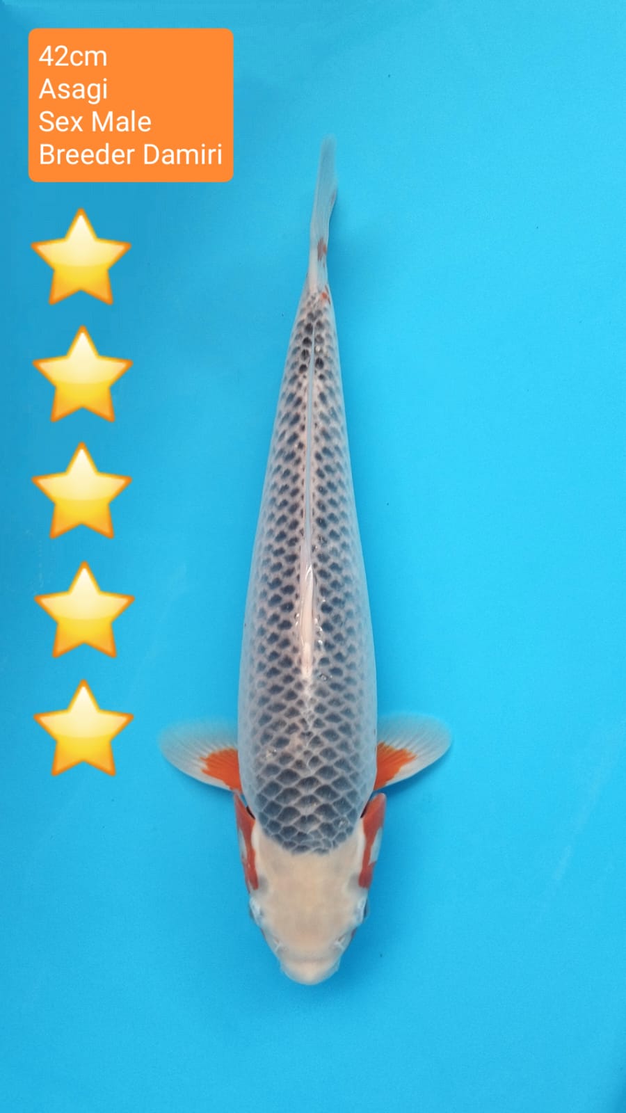 ASAGI DAMIRI 42cm
