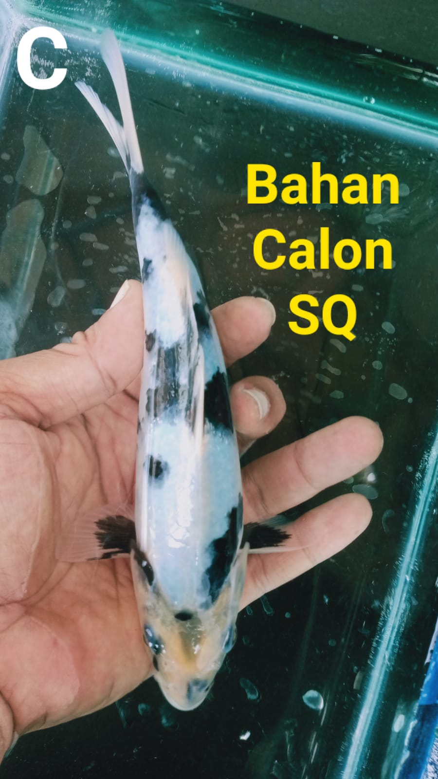 Lelang Koi Online, Jual Beli Ikan Koi, Pusat Jual Beli Koi, Info Lelang Koi Hari Ini, Platform Jual Beli Koi, Jual Beli Ikan Koi Online, Marketplace Ikan Koi, Jual Koi Terbaik, Tempat Beli Koi Berkualitas, Pasar Ikan Koi Online Terpercaya, Penjual Ikan Koi Terpercaya, Beli Koi Hias Online, Ikan Koi untuk Dijual, Koi Kualitas Terbaik, Toko Online Ikan Koi, Koi Hias Untuk Dijual, Jual Beli Ikan Koi Lokal, Koi Indonesia Online, Pusat Jual Beli Koi Terbesar