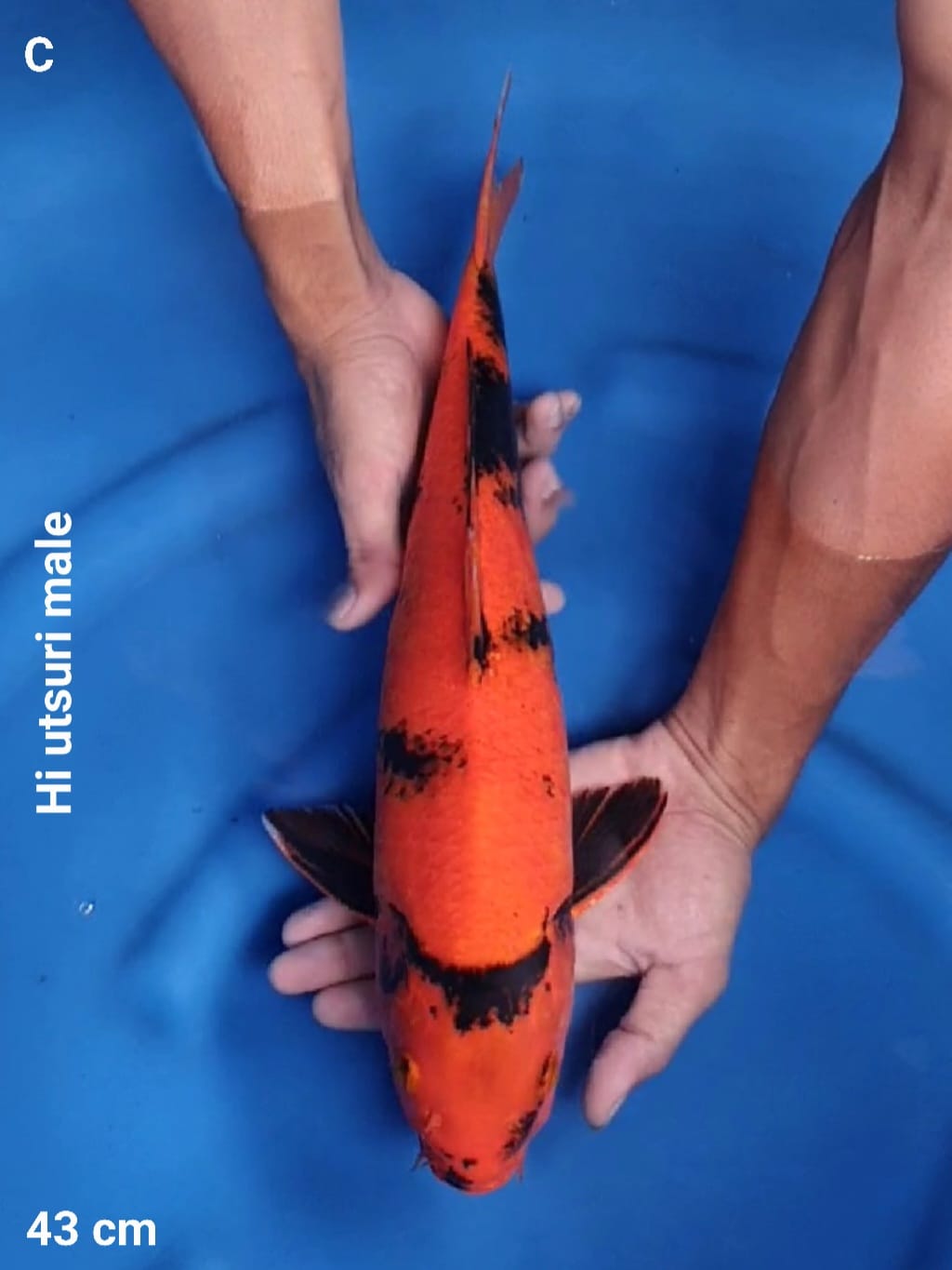 HI UTSURI STRONG 43cm