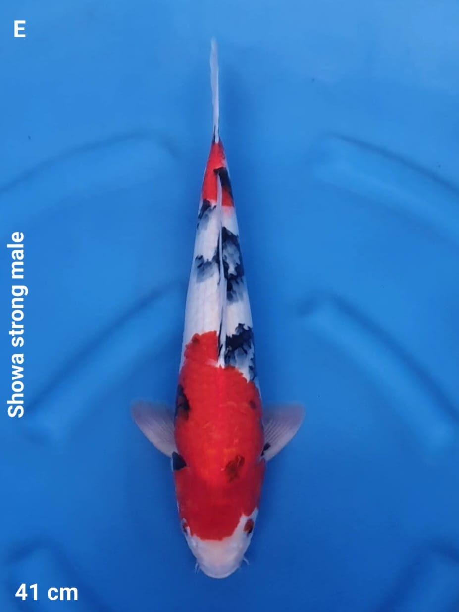 SHOWA STRONG 41cm
