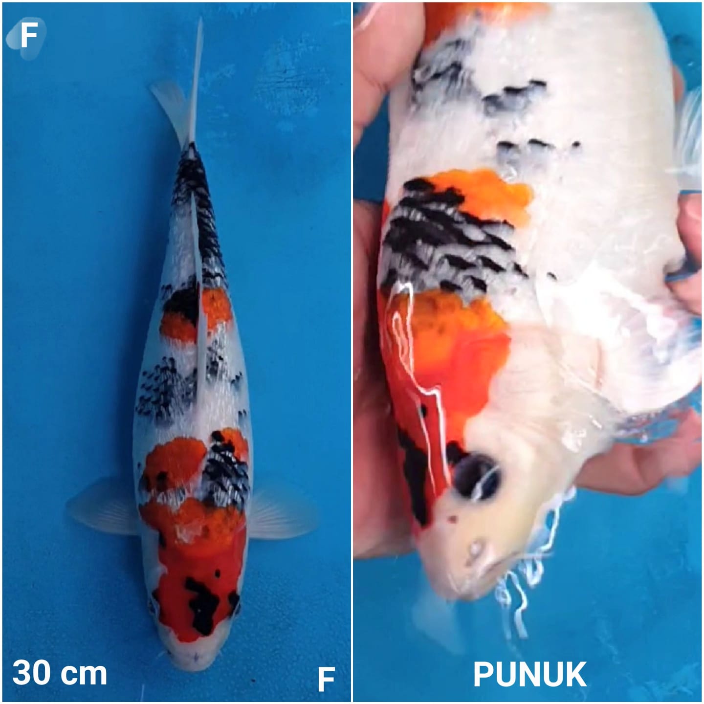 SHOWA GINRIN BERPUNUK 30cm