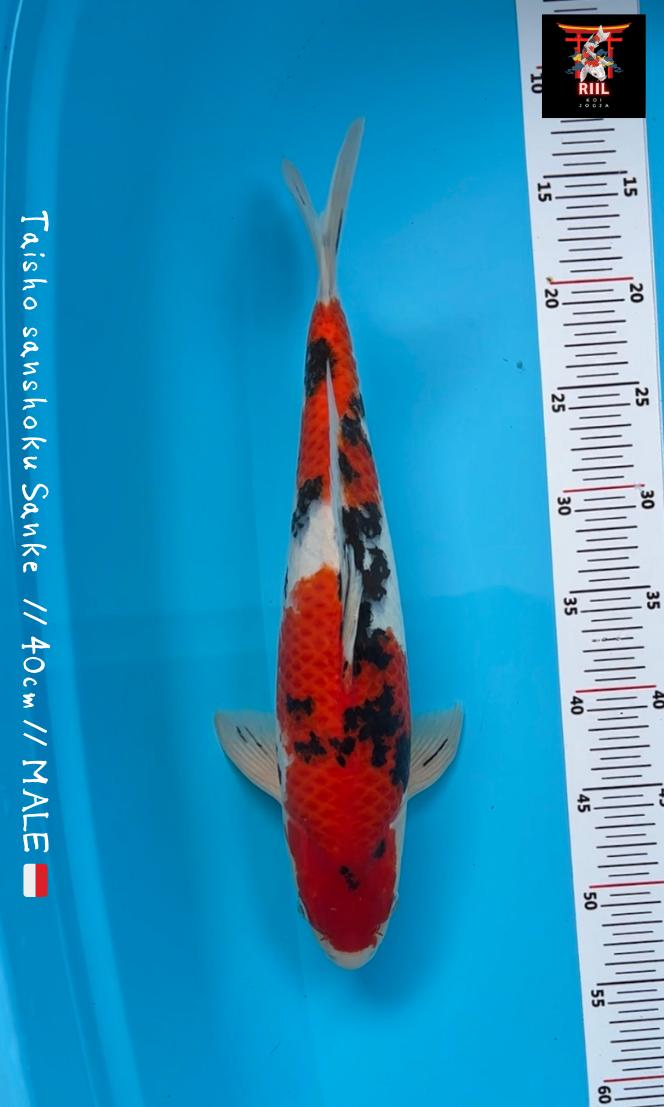 SANKE TAISHO SANSHOKU 40cm