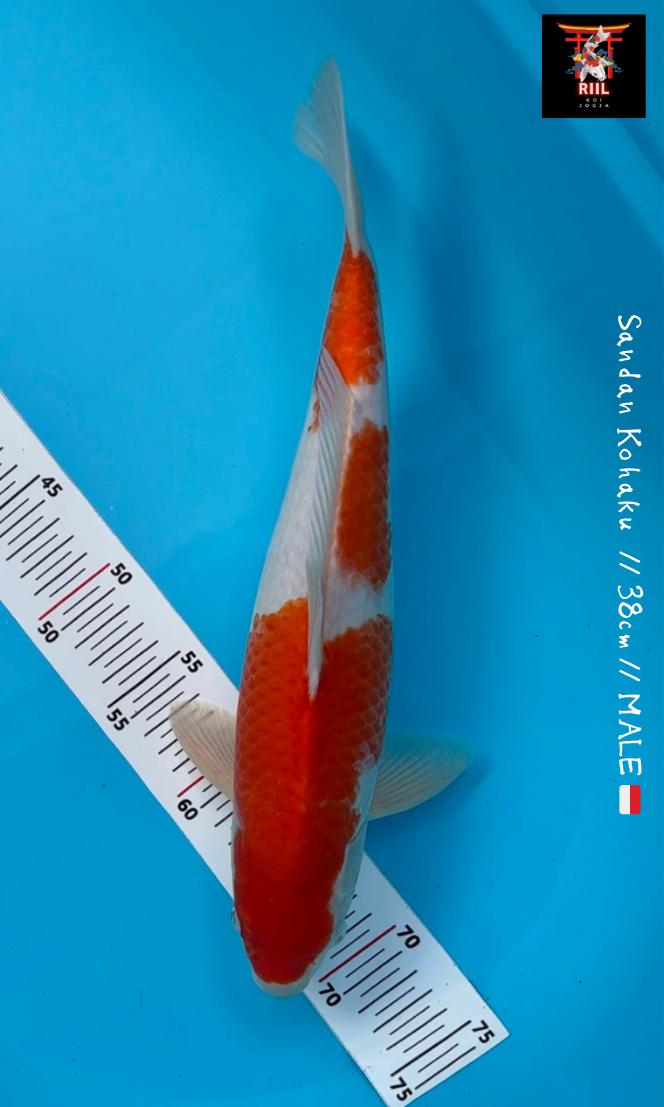 SANDAN KOHAKU 3 STEP 38cm