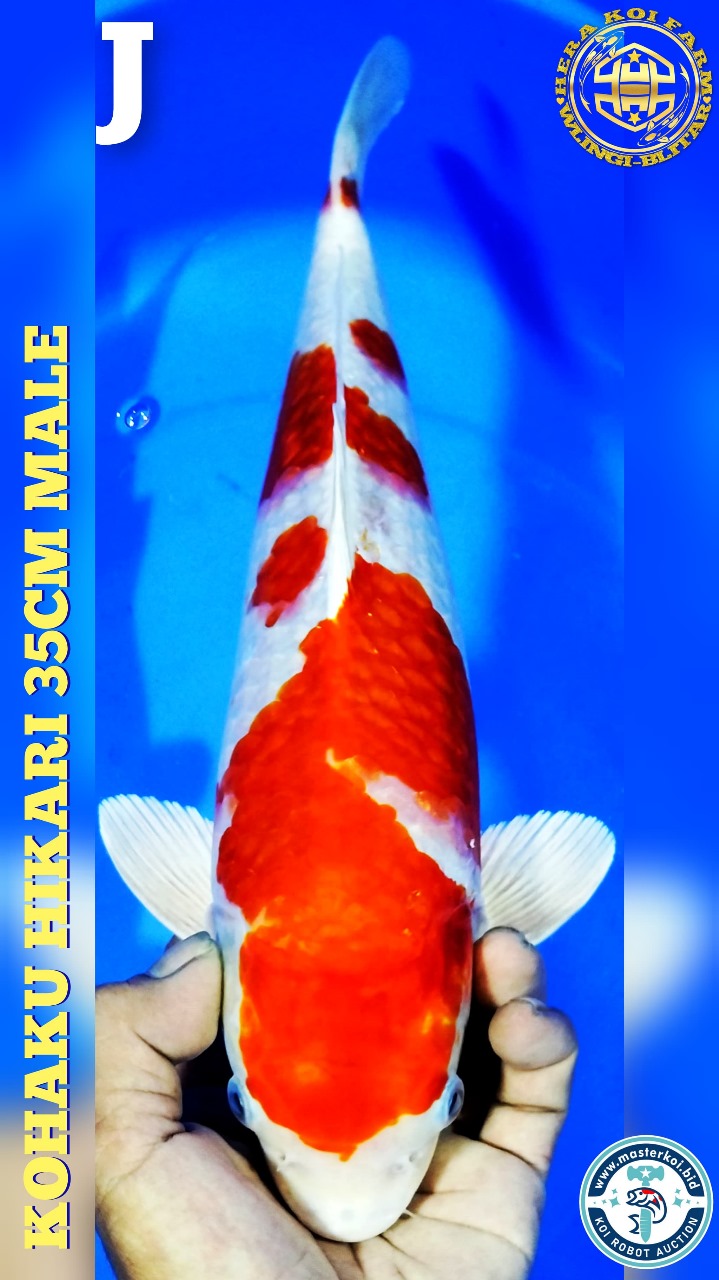 KOHAKU HIKARI 35cm