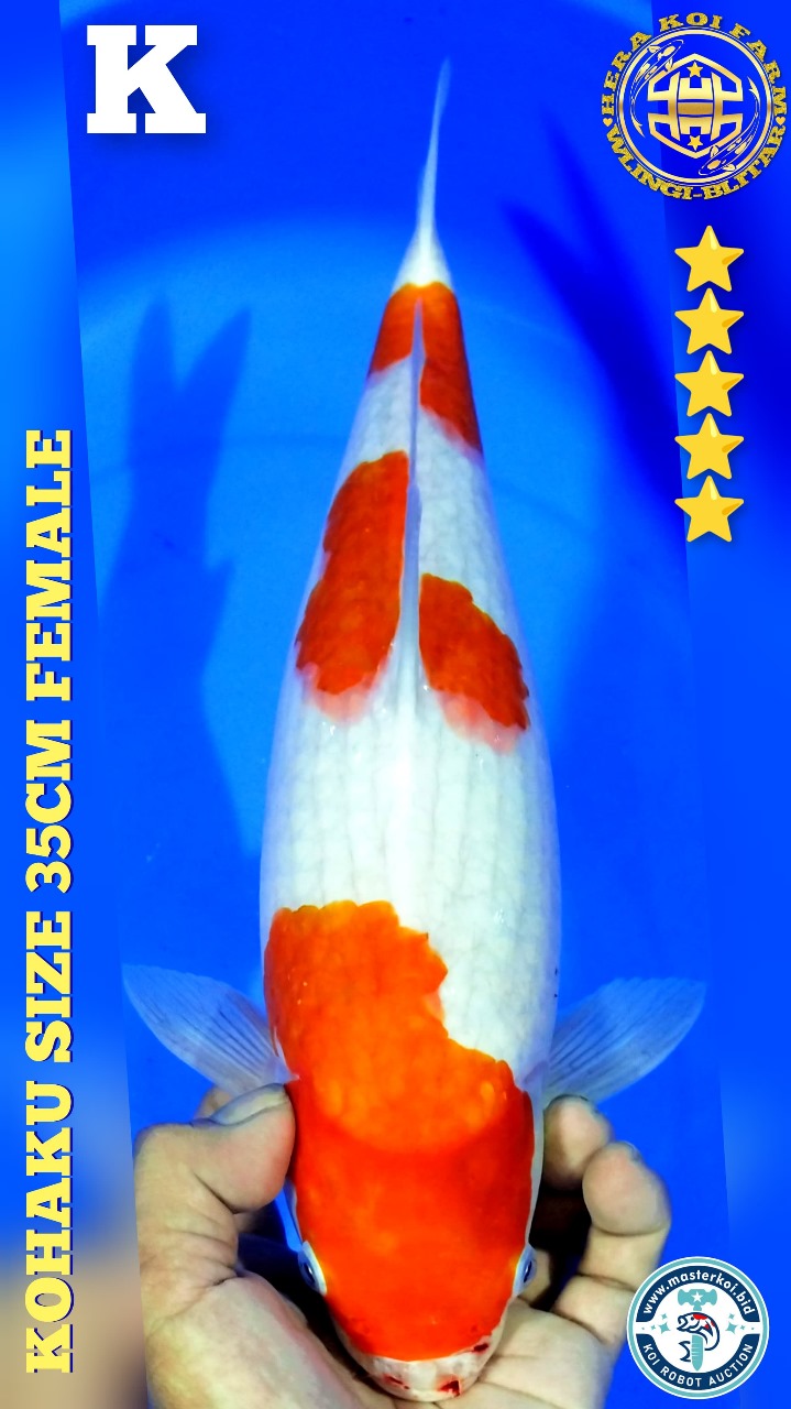 KOHAKU 35cm