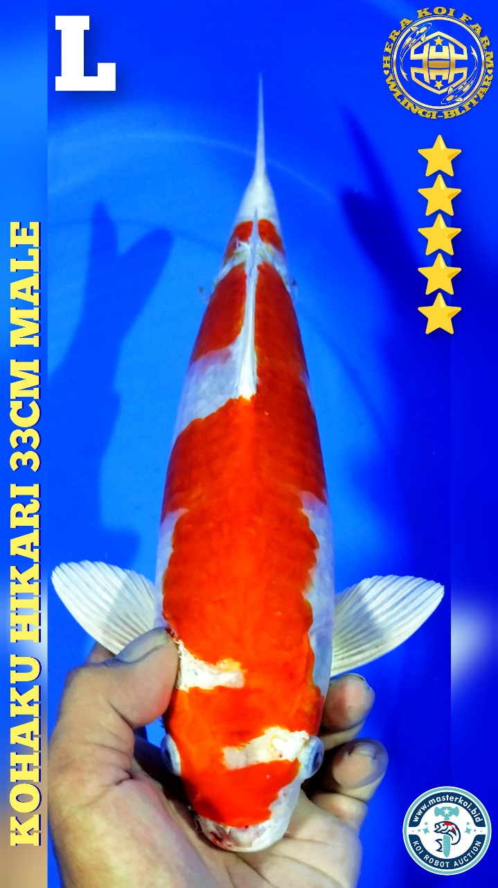 KOHAKU HIKARI 33cm