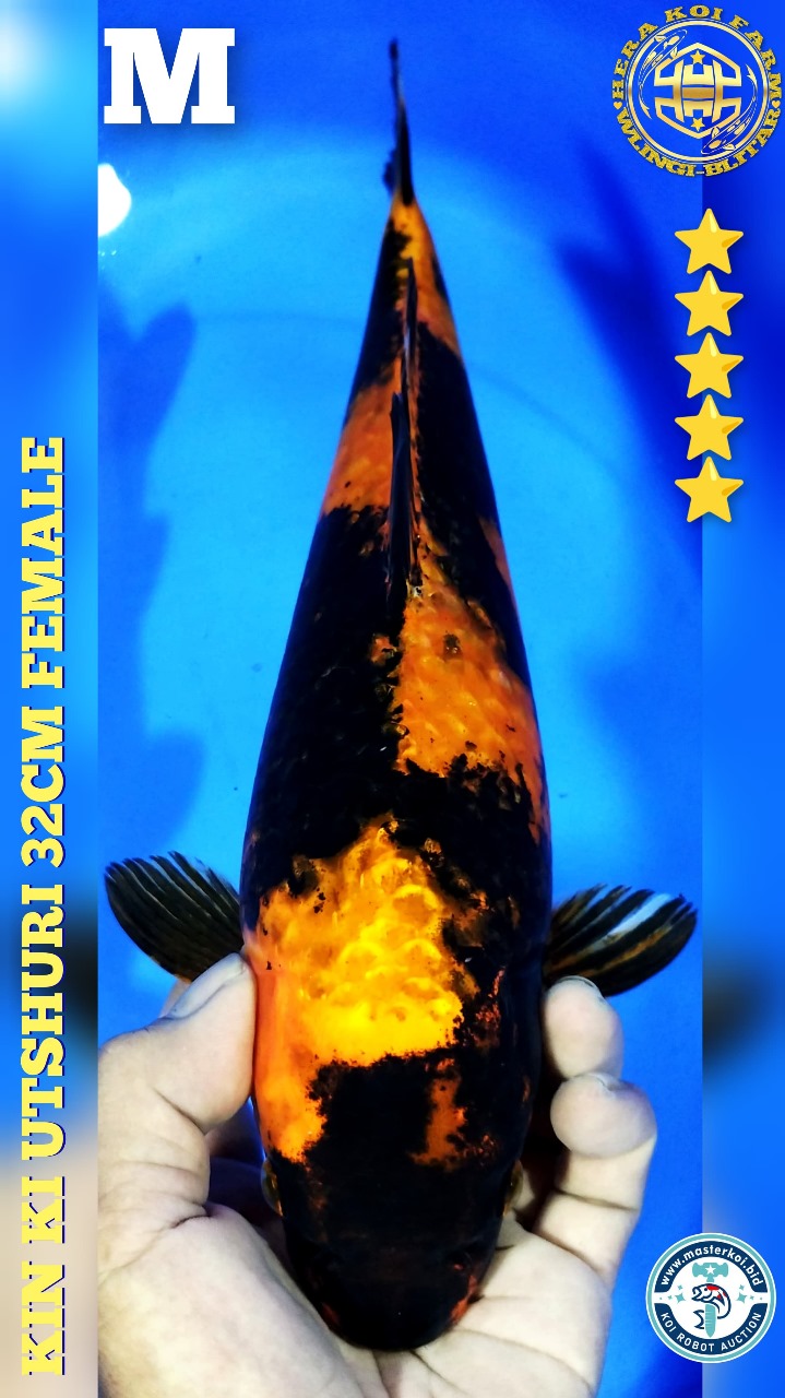 KIN KI UTSURI 32cm