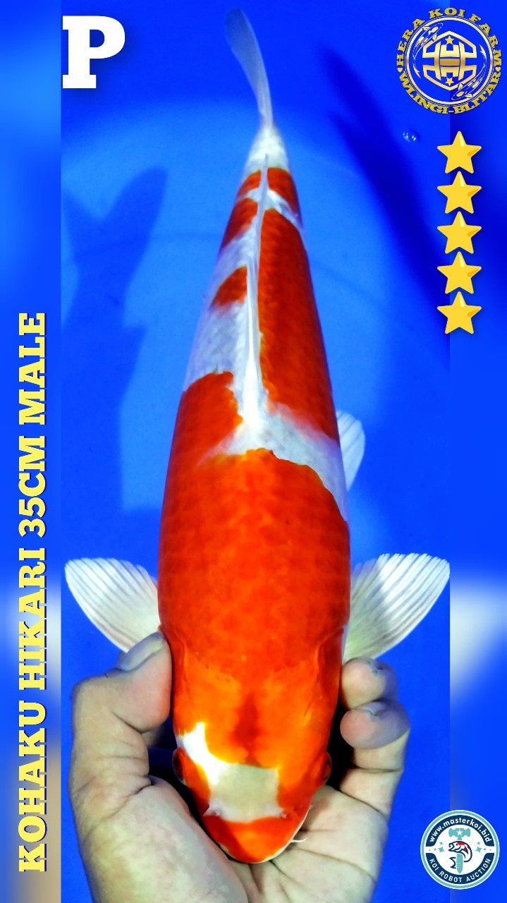 KOHAKU HIKARI 35cm