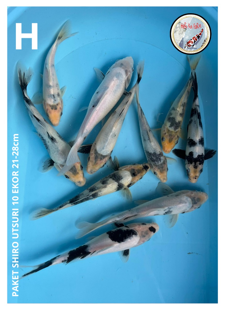 PAKET SHIRO UTSURI 10 EKOR 21-28cm