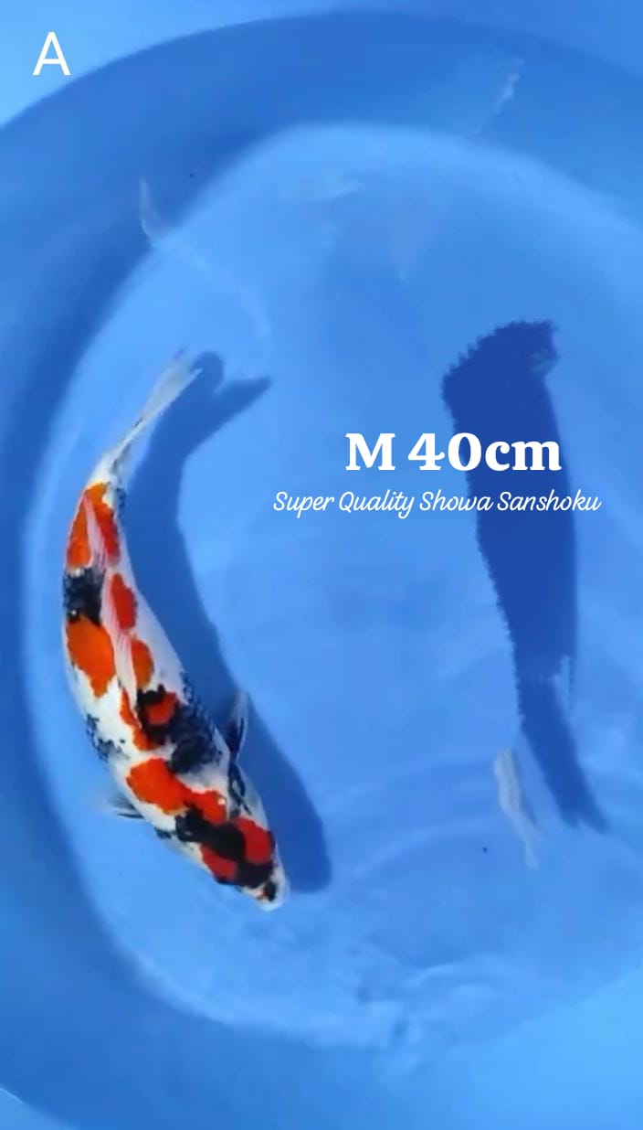 QUALITY SHOWA SANSHOKU 40cm