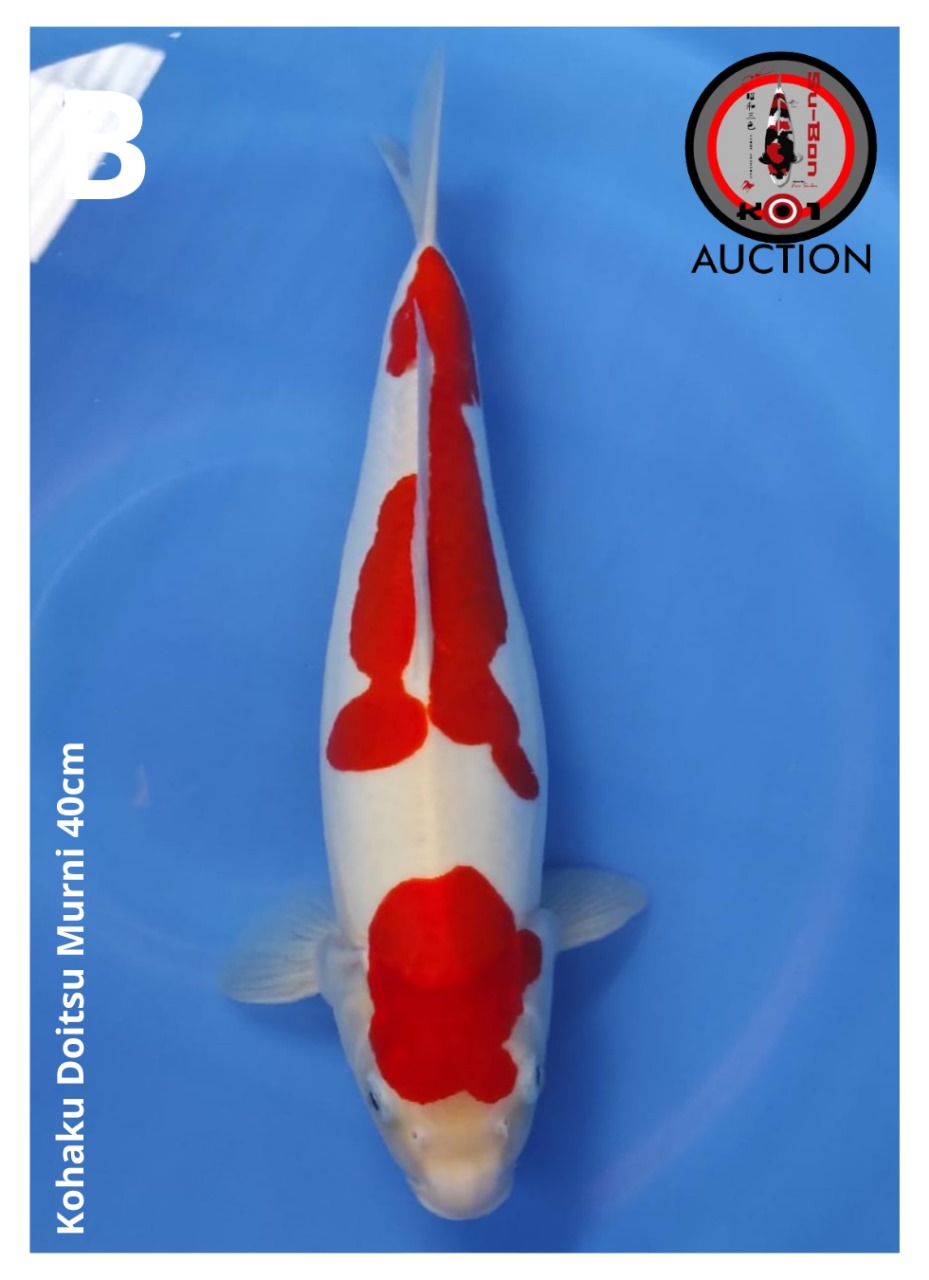 KOHAKU DOITSU MURNI 40cm