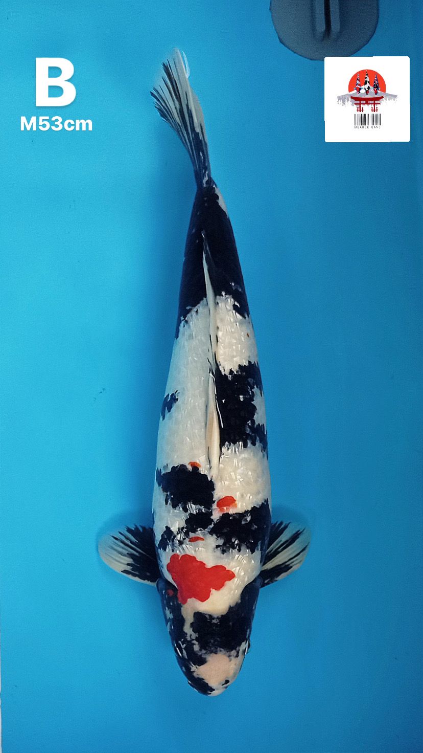 SHOWA GINRIN 53cm