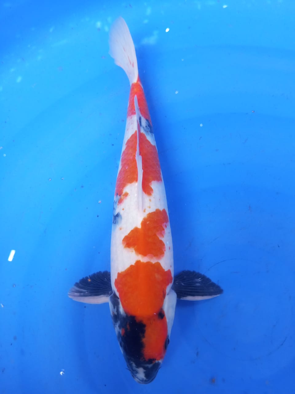 KINDAI SHOWA 38cm