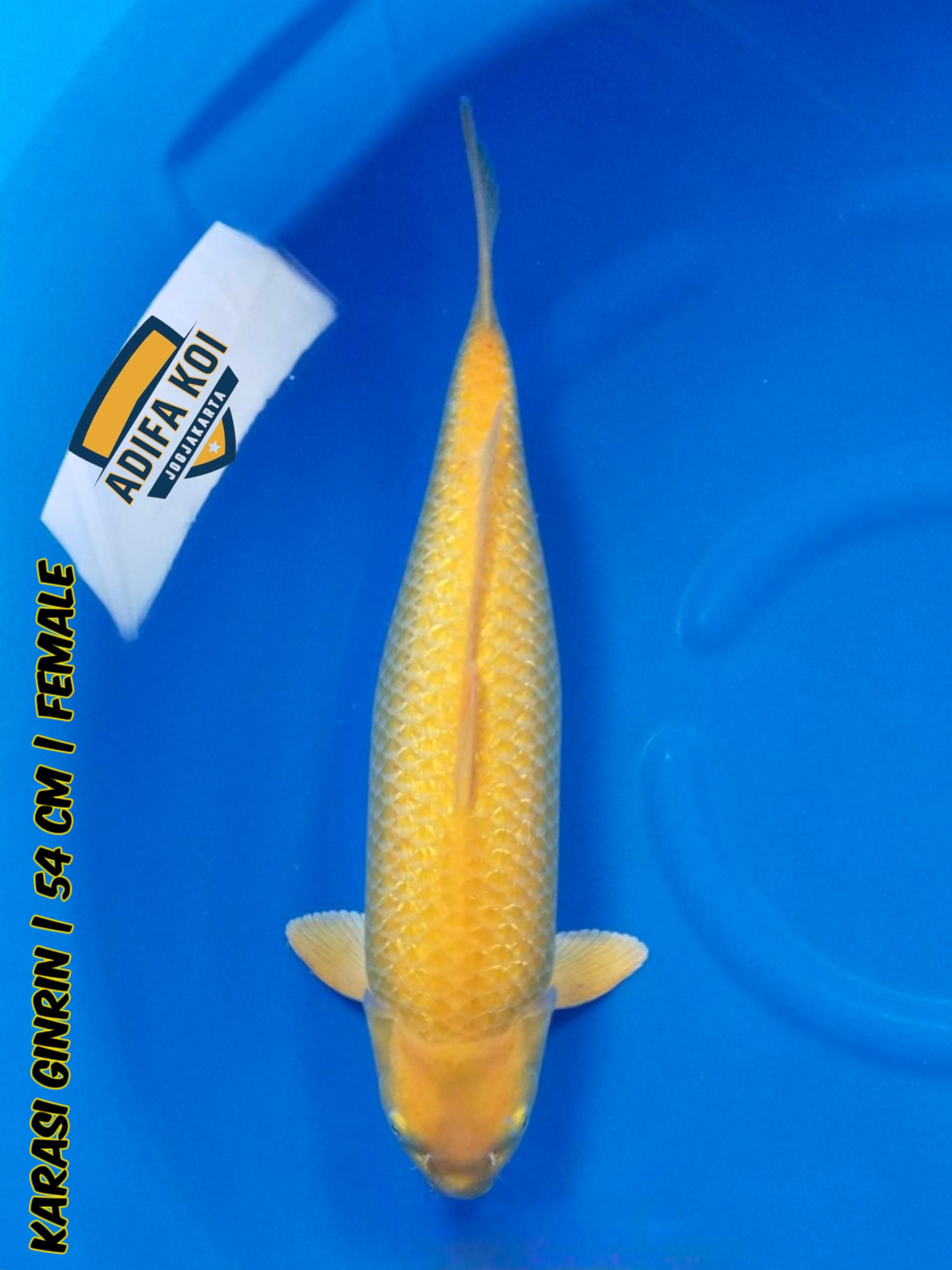 KARASI GINRIN 54cm
