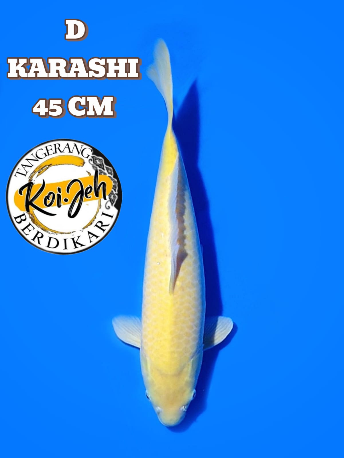 KARASHI F1 MARUDO 43cm