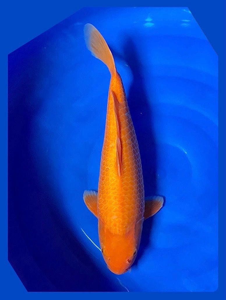 KARASI 44cm