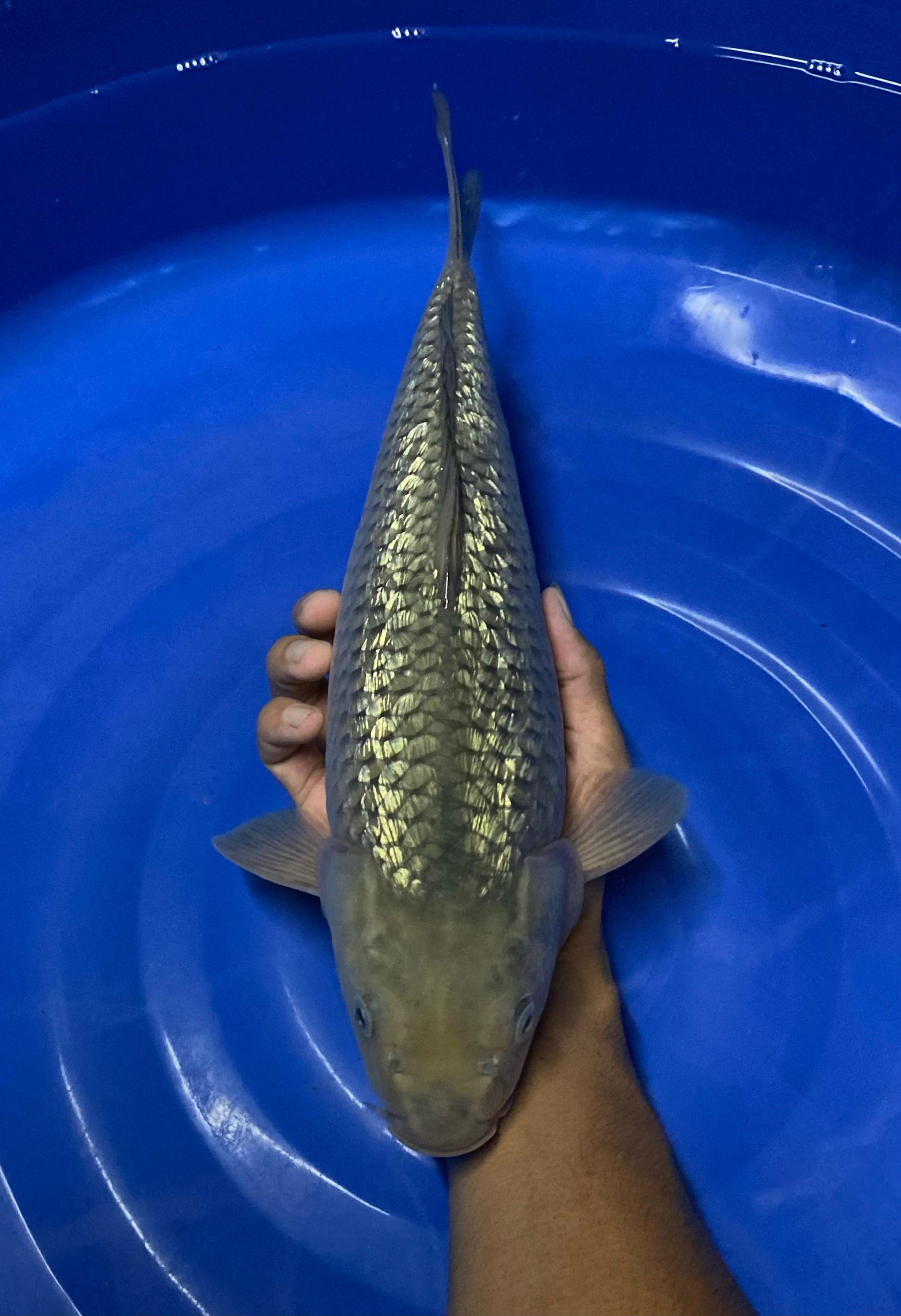 SORAGOI 41cm