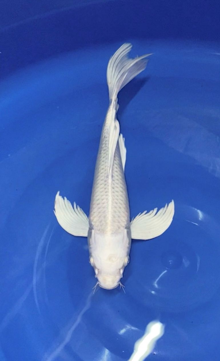 KUMPAY PLATINUM JANTAN 35cm