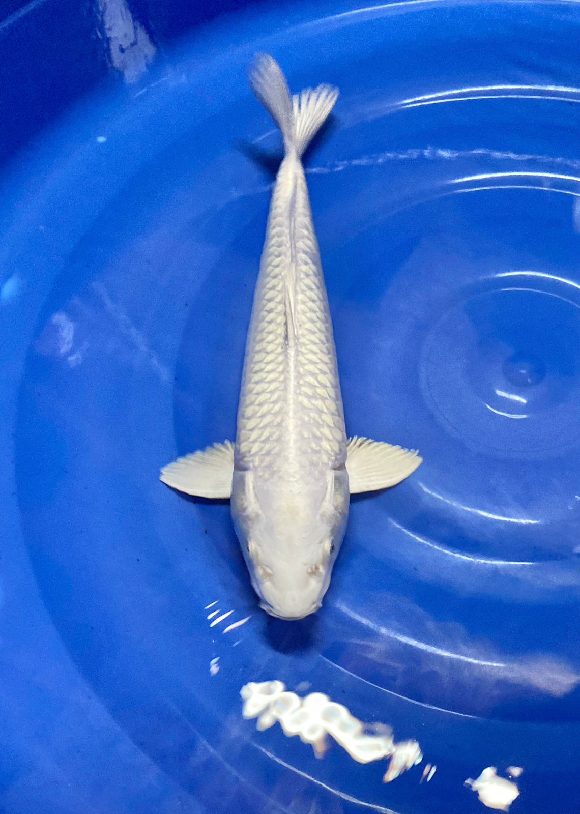 PLATINUM 35cm