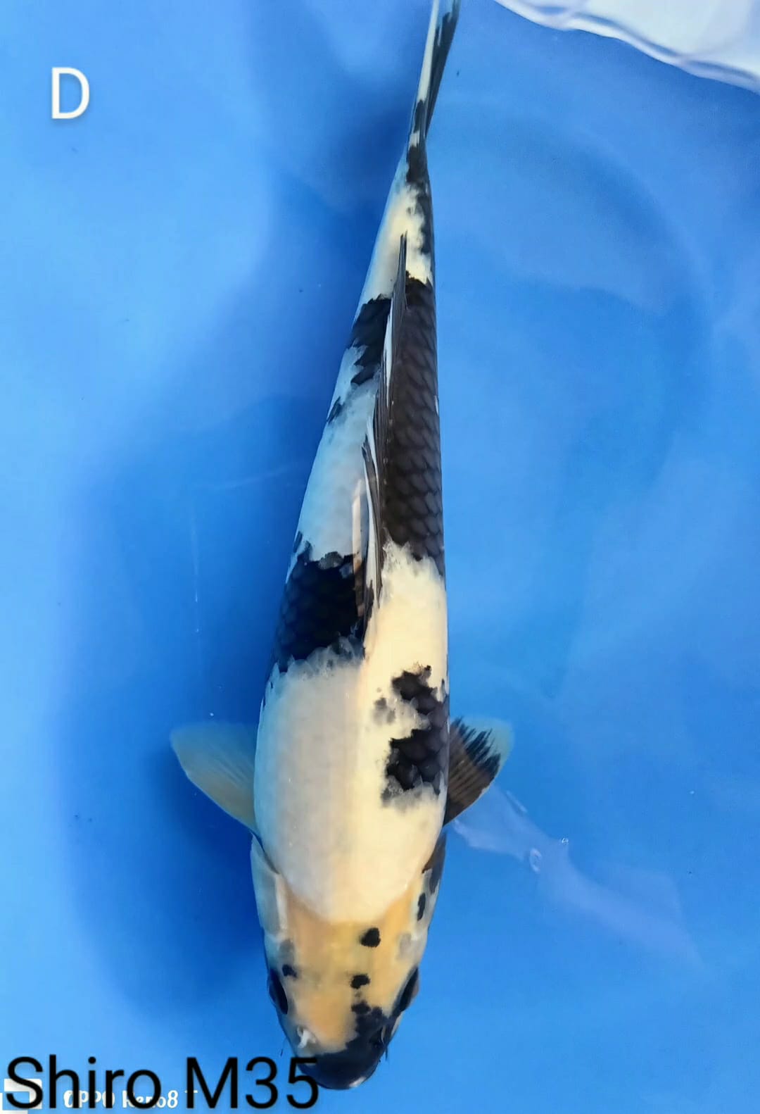 SHIRO 35cm
