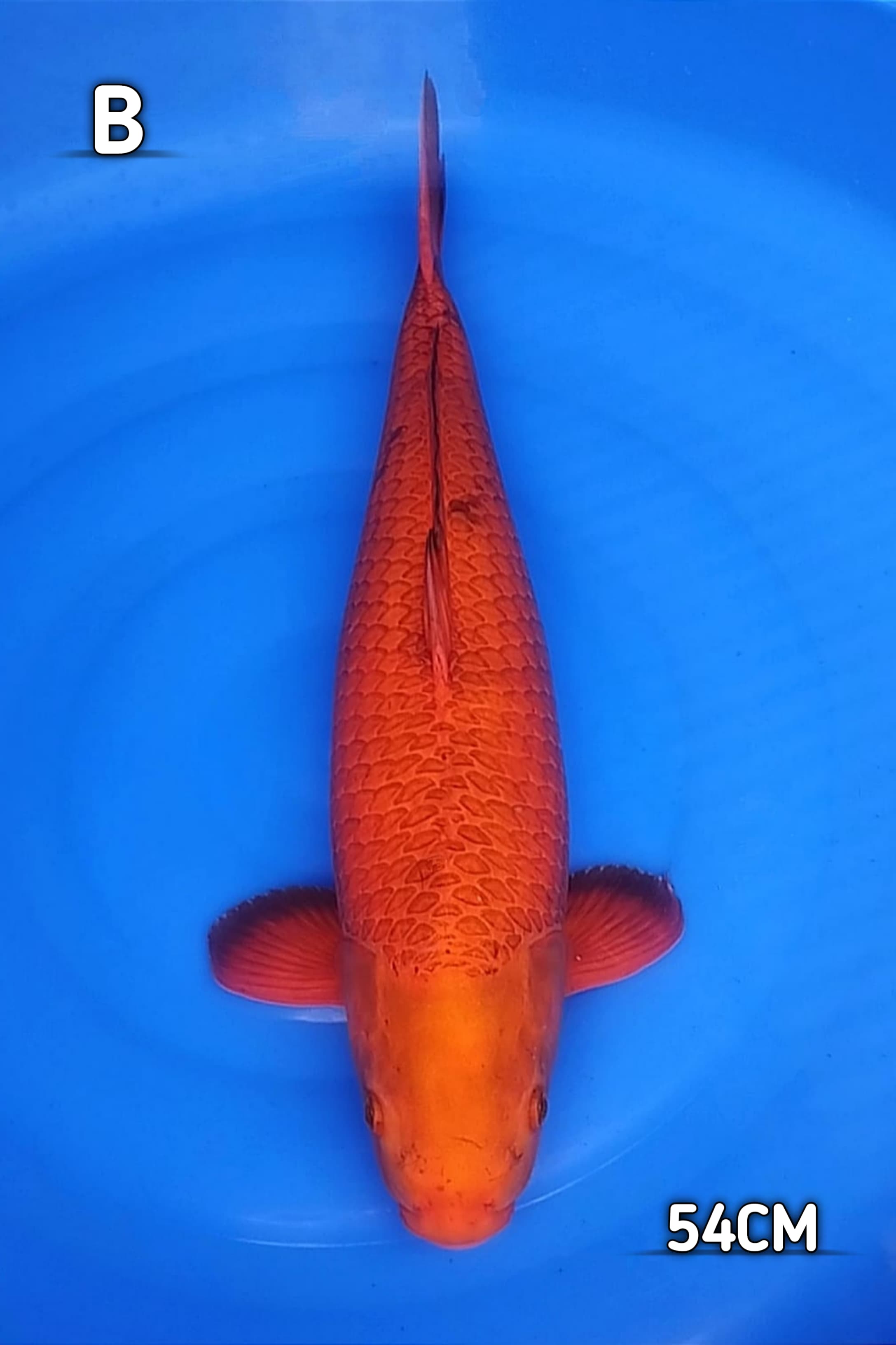 CARAMEL 54cm