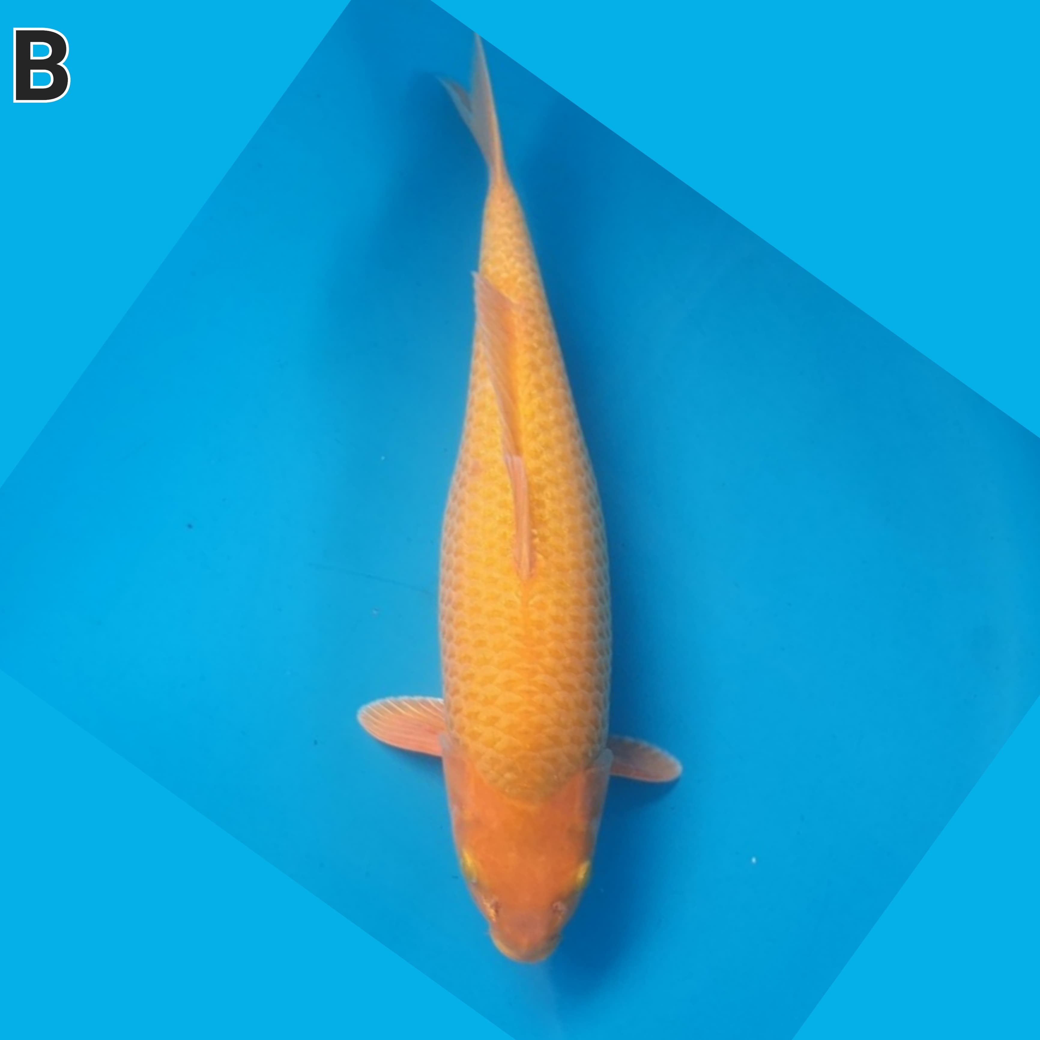 CARAMEL 44cm