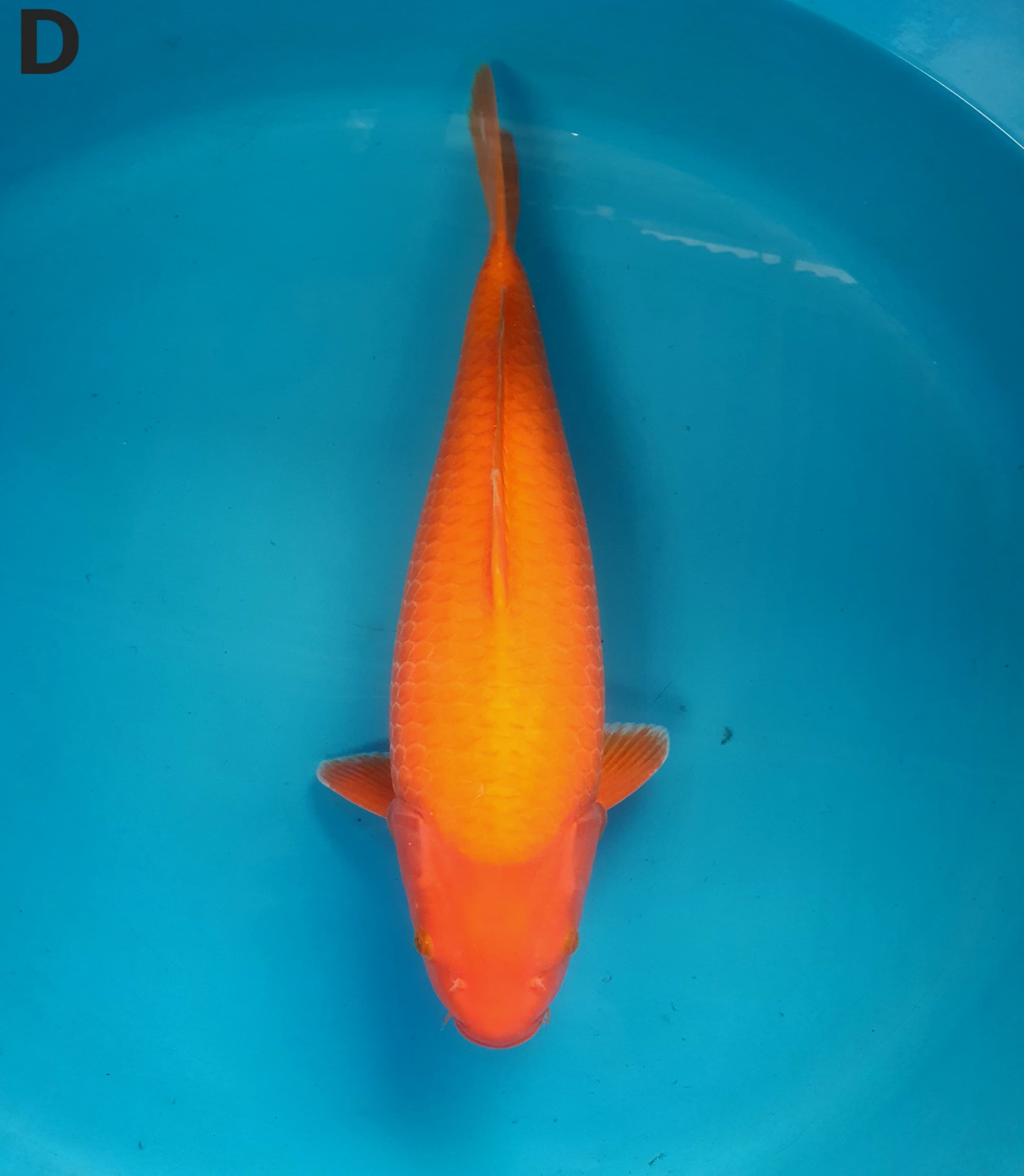 RED KARASHI 51cm BODY TEBAL PUNUK